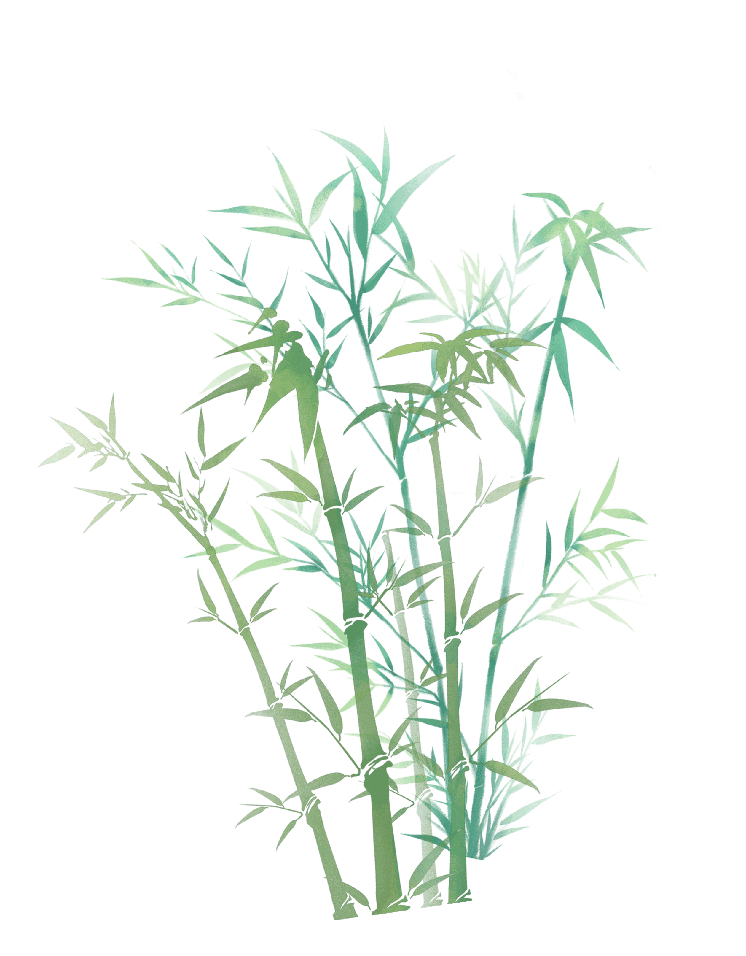 Bamboo